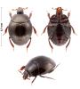 Epitoxus sp.